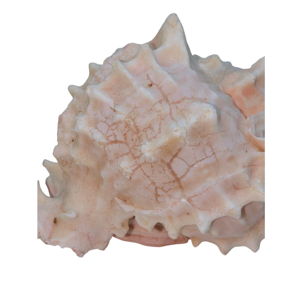 Pink Murex Conch Shell Display Seashell Coastal Beach Home Shell Decor - Picture 5 of 8